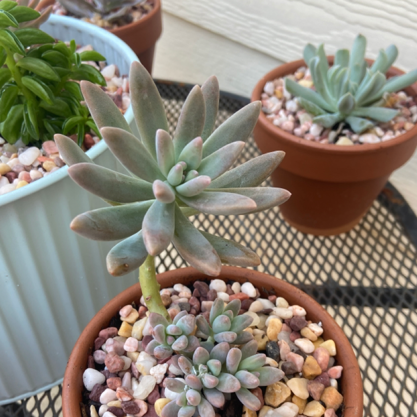 Graptosedum 'Francesco Baldi' plant in a pot with well-draining soil, healthy and well-framed.