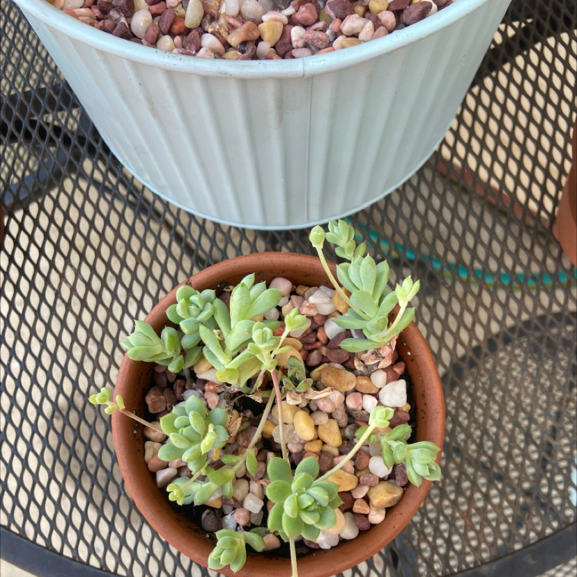 Photo of the plant species Palmer's Sedum by @k4yl31gh named Robert on Greg, the plant care app