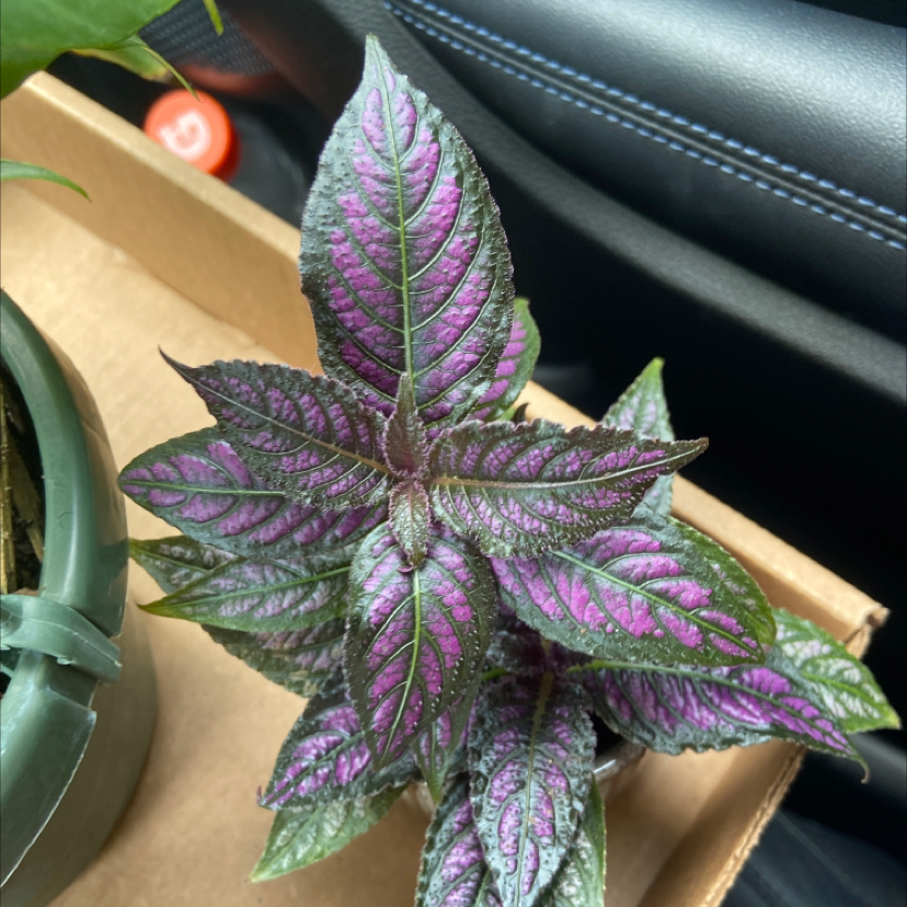 Photo of the plant species Persian Shield by @k4yl31gh named Elizabeth on Greg, the plant care app