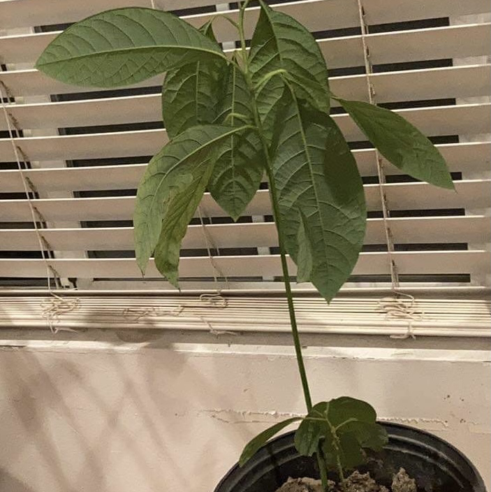 Avocado plant photo by Tandie named Avacado on Greg, the plant care app.