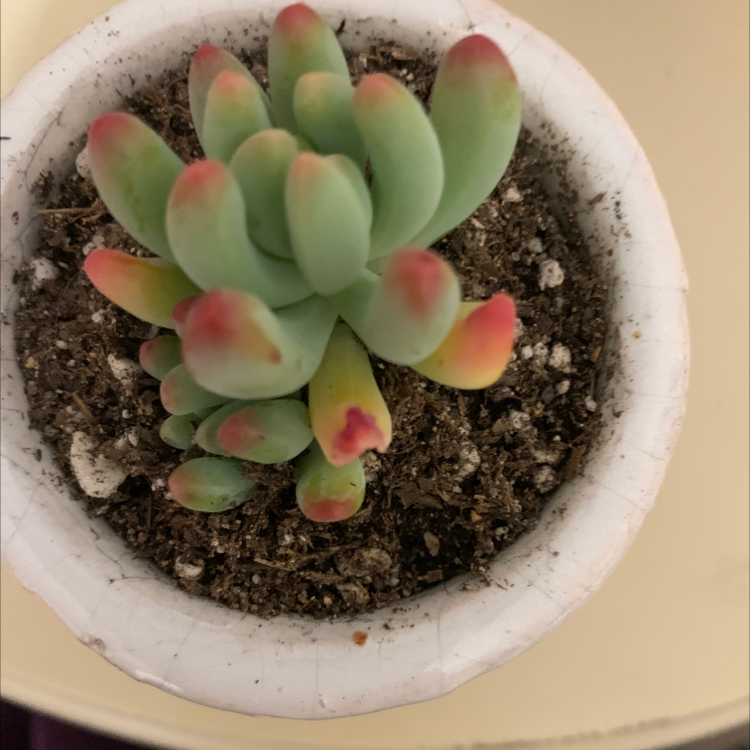 Jelly Bean Plant (Sedum rubrotinctum) in a small pot with visible soil and healthy green leaves with red tips.