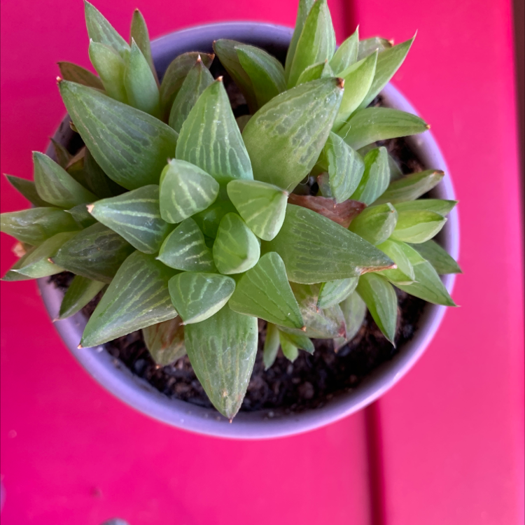 Haworthia cooperi plant in a pot with vibrant green leaves and visible soil.