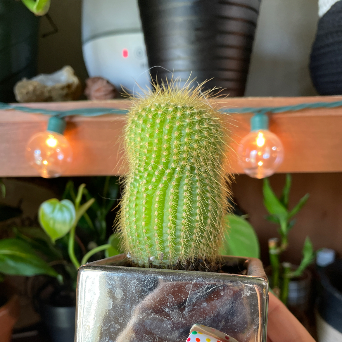 Photo of the plant species Parodia Leninghausii by @lyss_surr named Hyperion on Greg, the plant care app
