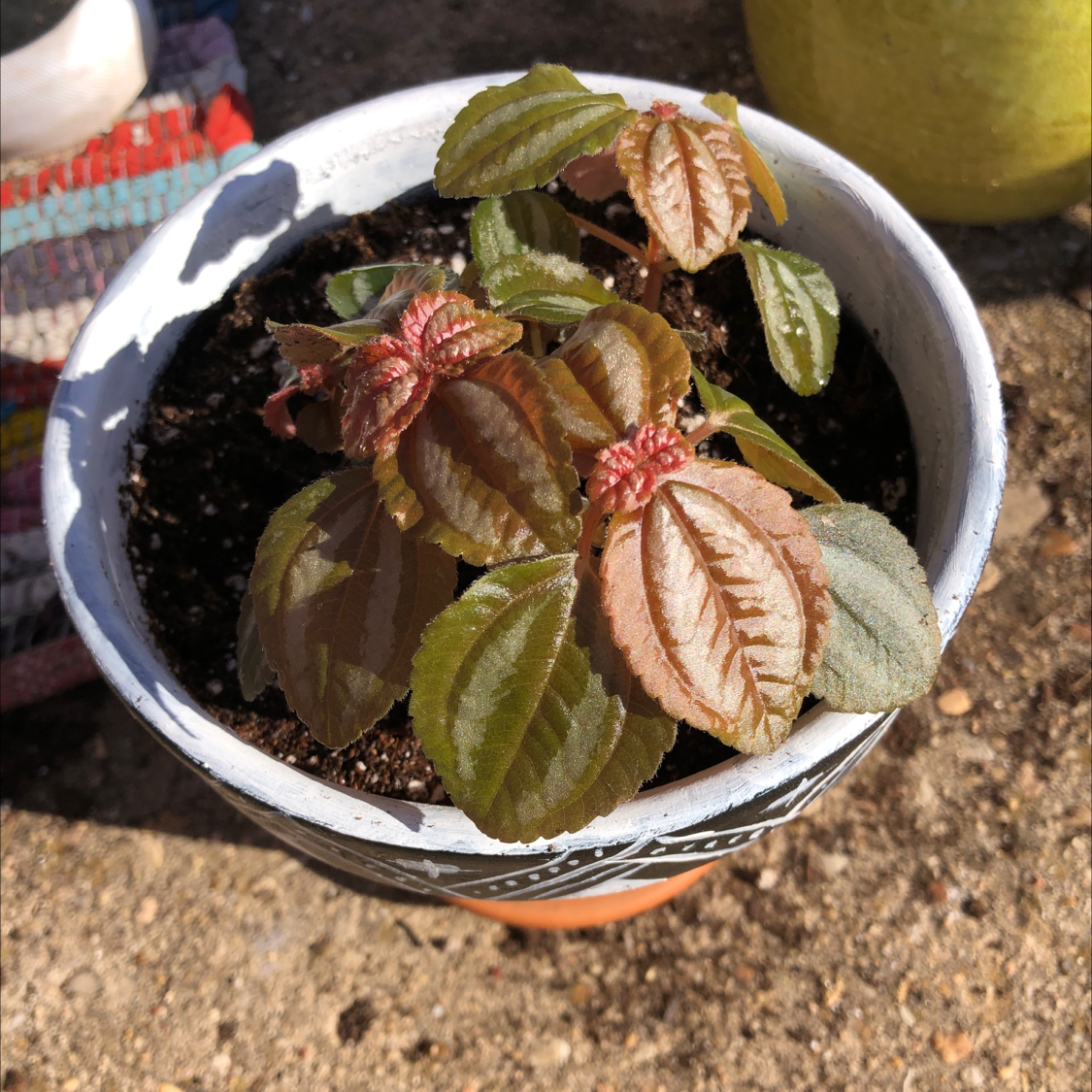 Potted Aluminum Plant with green and reddish leaves, visible soil, and some browning on leaves.