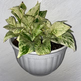 Marble Queen Pothos plant in Memphis, Tennessee