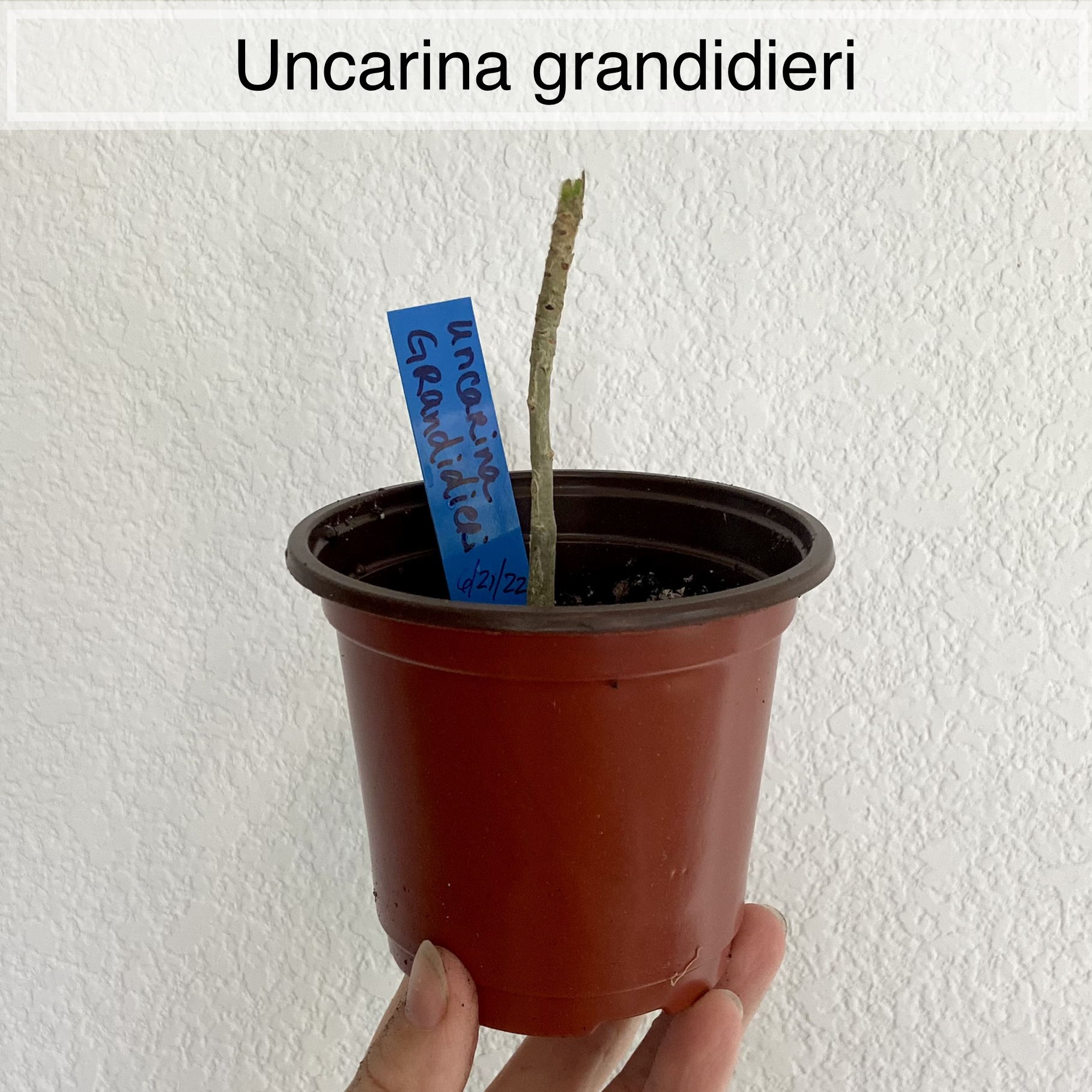 Photo of the plant species Uncarina grandidieri by @sarah10orio named GH - Uncarina grandidieri on Greg, the plant care app