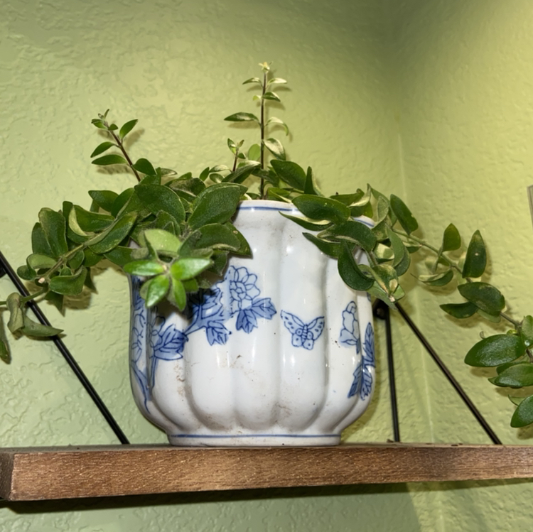 Lipstick Vine plant photo by @sarah10orio named Twisted Lipstick on Greg, the plant care app.
