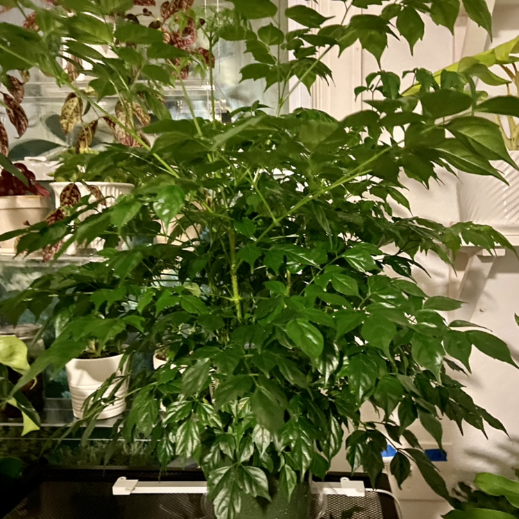 Healthy China Doll plant with lush, green foliage and no signs of discoloration or distress.