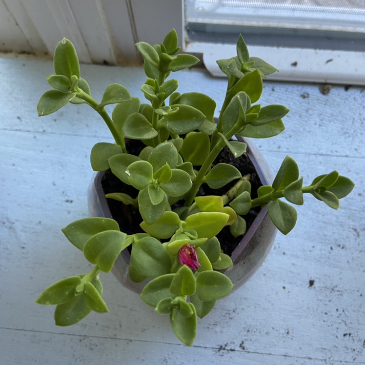 Baby Sun Rose plant in a pot near a window with green leaves and a single flower bud.