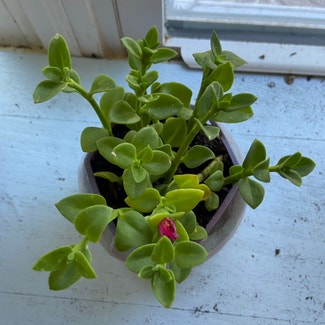 Baby Sun Rose plant in Memphis, Tennessee