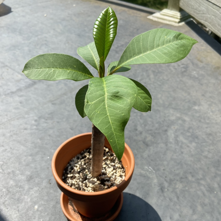 A young Red Frangipani plant in a small pot with visible soil and healthy green leaves.