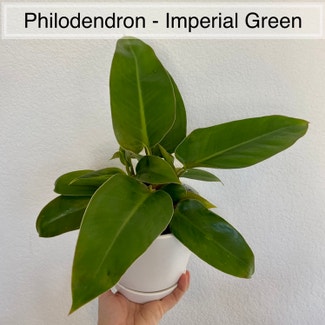 Philodendron 'Imperial Green' plant in Memphis, Tennessee
