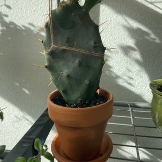 Prickly Pear Cactus plant in Somewhere on Earth