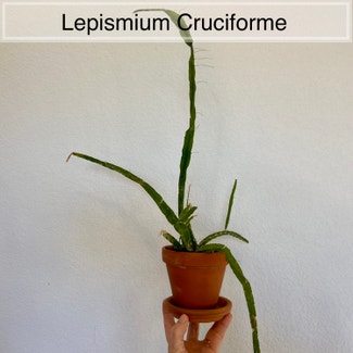 Lepismium cruciforme plant in Memphis, Tennessee