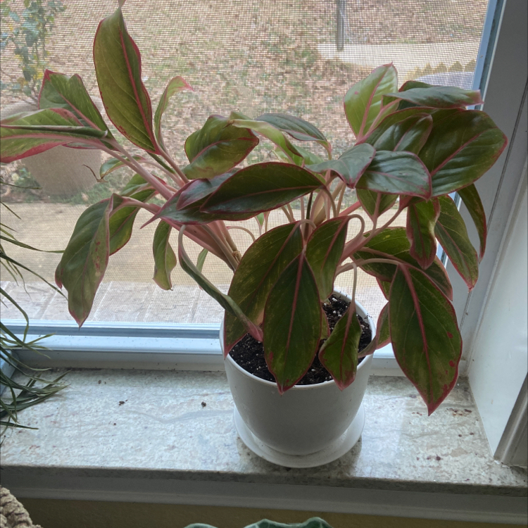Aglaonema 'Sparkling Sarah' plant photo by @sarah10orio named Shower - Aglaonema Sparkling Sarah on Greg, the plant care app.