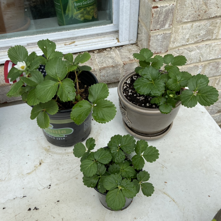 Three Beach Strawberry plants in pots on a white surface, with one plant flowering.