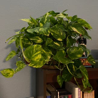 Jade Pothos plant in Memphis, Tennessee