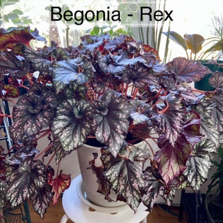 Rex Begonia Vine plant in Memphis, Tennessee