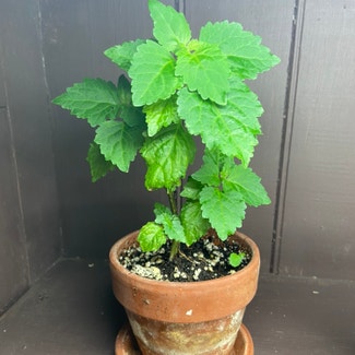 Patchouli plant in Memphis, Tennessee