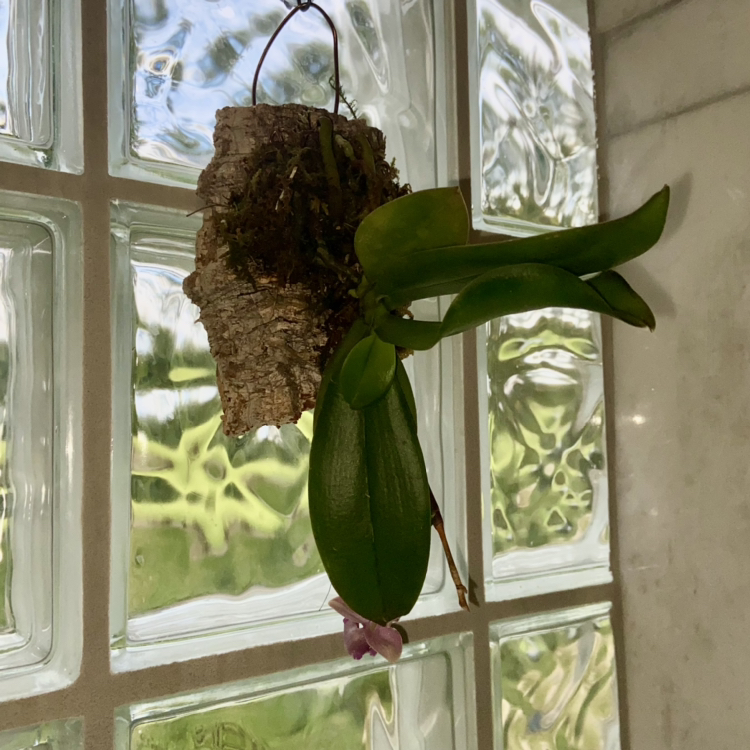 Photo of the plant species Mini Phalaenopsis Orchid by @sarah10orio named Phalaenopsis Orchid 1 on Greg, the plant care app
