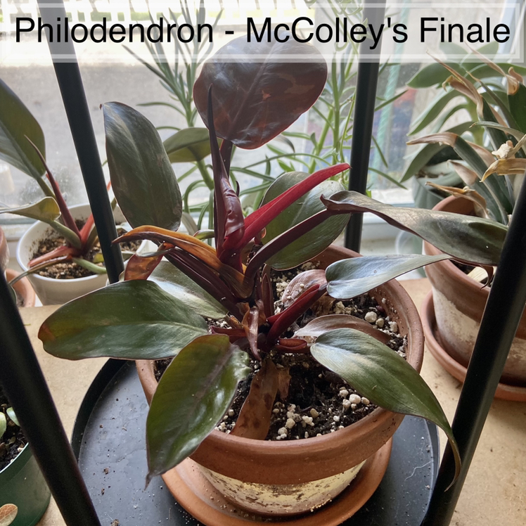 McColley's Finale plant photo by @sarah10orio named Philodendron - ￼McColley's Finale on Greg, the plant care app.