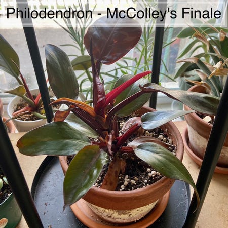 Photo of the plant species McColley's Finale by @sarahsalith named Philodendron - ￼McColley's Finale on Greg, the plant care app