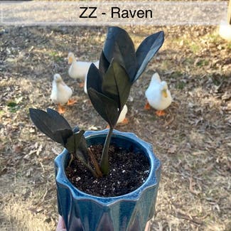 Raven ZZ Plant plant in Memphis, Tennessee