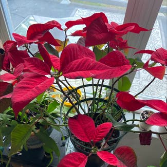 Poinsettia plant in Memphis, Tennessee