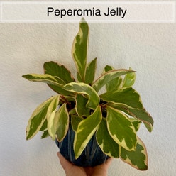 Jelly Plant plant
