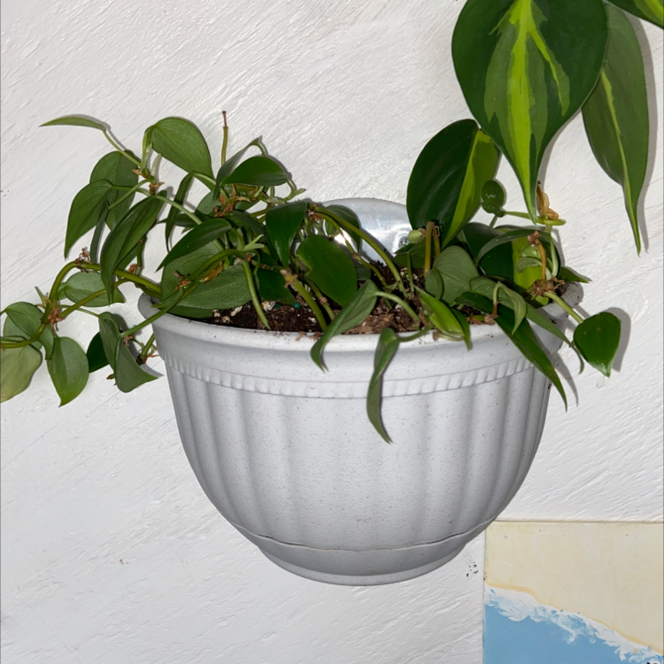 Philodendron Scandens plant photo by @sarah10orio named Philodendron - ￼Tiny Heartleaf on Greg, the plant care app.