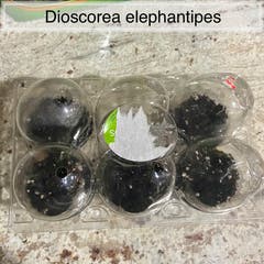 GH - Dioscorea elephantipes