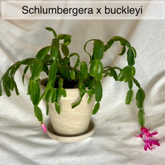 True Christmas Cactus plant in Memphis, Tennessee