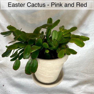Easter Cactus plant in Memphis, Tennessee