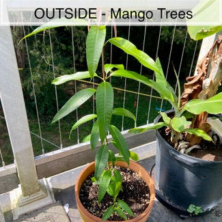 Mango plant in Somewhere on Earth