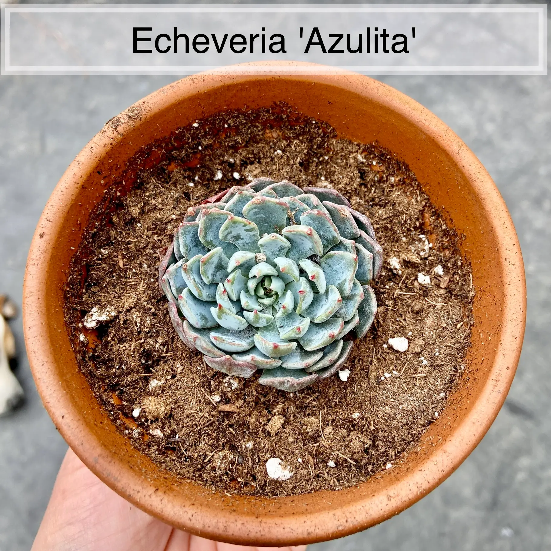 Photo of the plant species Echeveria 'Azulita' by @sarah10orio named (000) Echeveria 'Azulita' on Greg, the plant care app