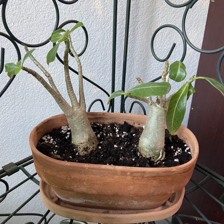 Desert Rose Plant in a terracotta pot with visible soil and green leaves.