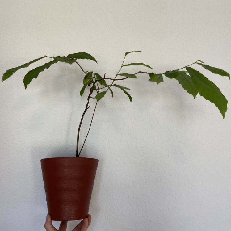 Photo of the plant species Chinese Chestnut by @sarah10orio named GH -  Chestnut on Greg, the plant care app