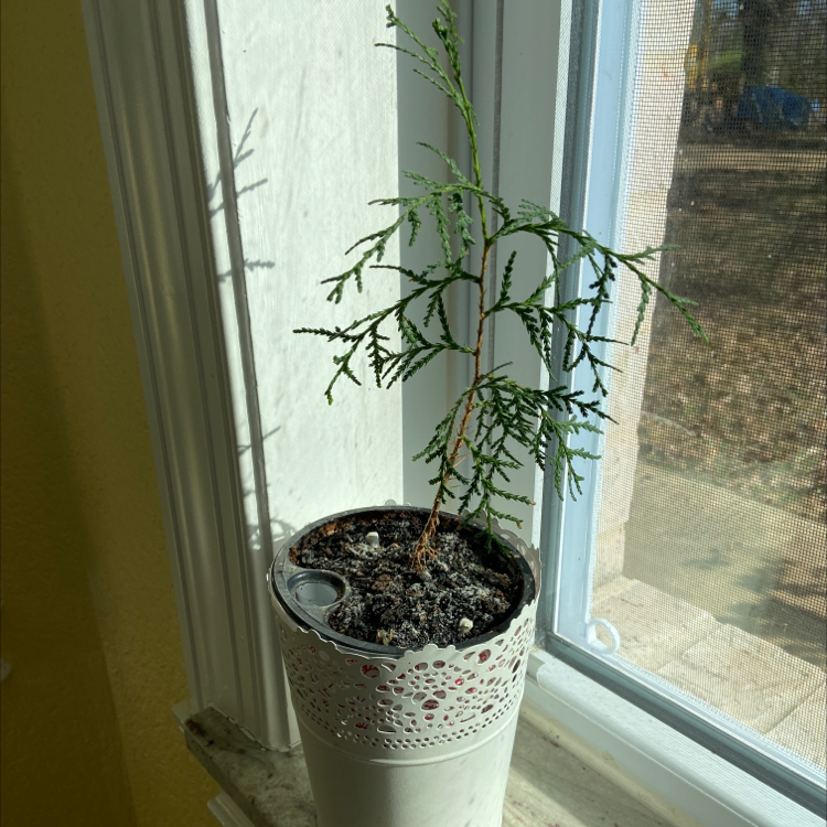 Emerald Green Arborvitae plant photo by @sarah10orio named GH - White Cedar (from seed) on Greg, the plant care app.