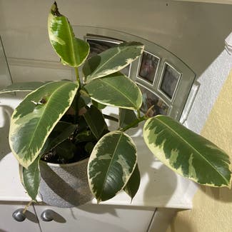 Variegated Rubber Tree plant in Memphis, Tennessee