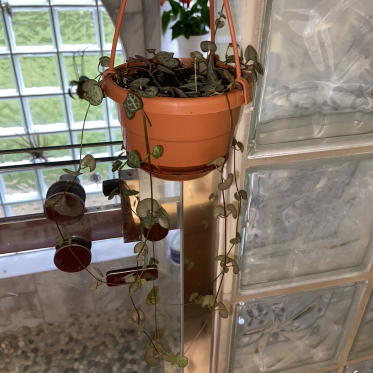 Healthy Ceropegia woodii (Chain of Hearts) trailing vine plant in hanging terracotta pot against white curtains.
