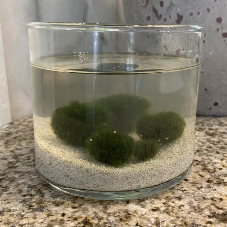 Marimo moss balls in a clear glass container with water and white sand.