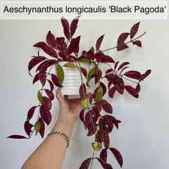 Aeschynanthus longicaulis 'Black Pagoda'