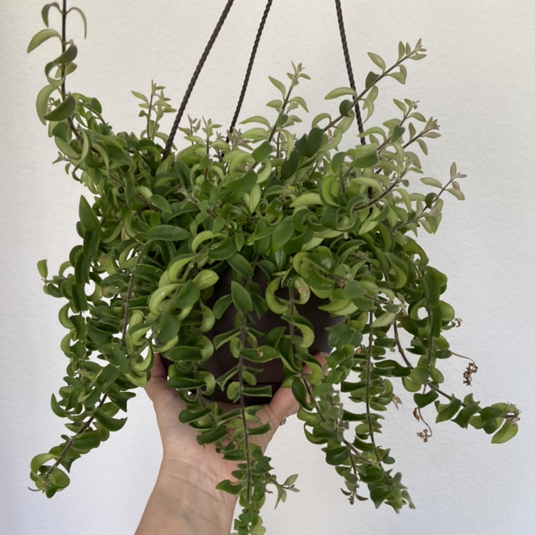 Hanging Lipstick Vine plant with green leaves, held by a hand.