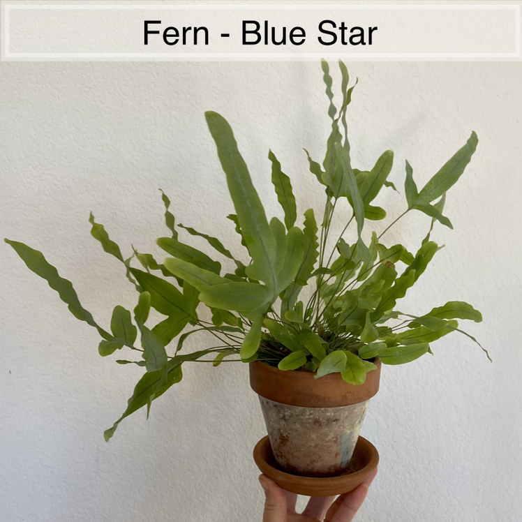 Blue Star Fern in a terracotta pot held by a hand, with a plain background.