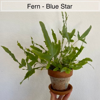 Blue Star Fern plant in Memphis, Tennessee