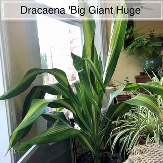 Dracaena 'Golden Heart' plant in Memphis, Tennessee