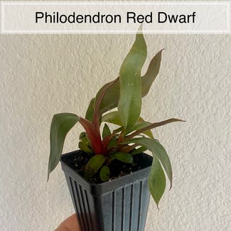 Philo Dwarf Red Congo plant in Memphis, Tennessee