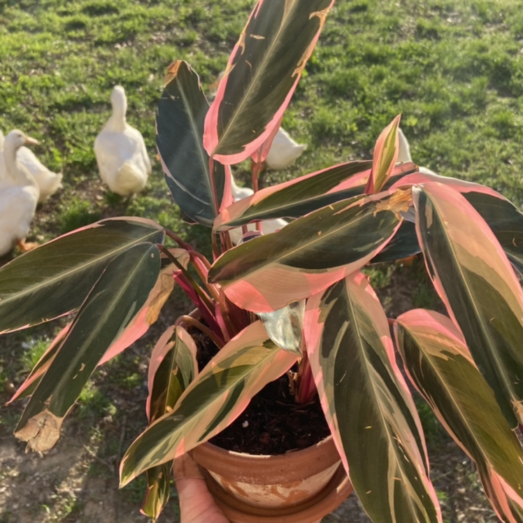 Triostar Stromanthe plant photo by @sarah10orio named Shower - Stromanthe Tricolor on Greg, the plant care app.
