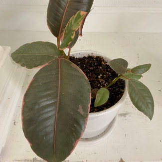 Ficus 'Ruby' plant in Memphis, Tennessee