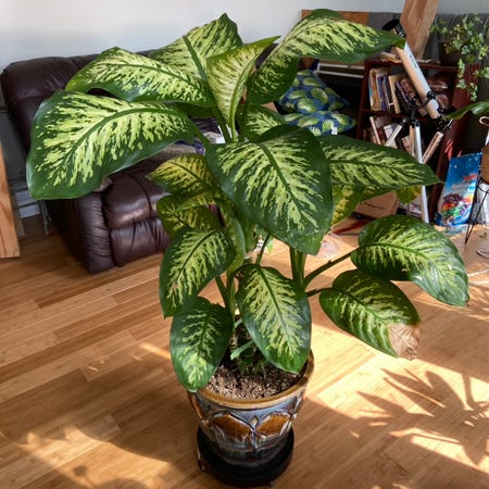 Photo of the plant species Dieffenbachia Triumph by @sarahsalith named Shower - Dieffenbachia on Greg, the plant care app